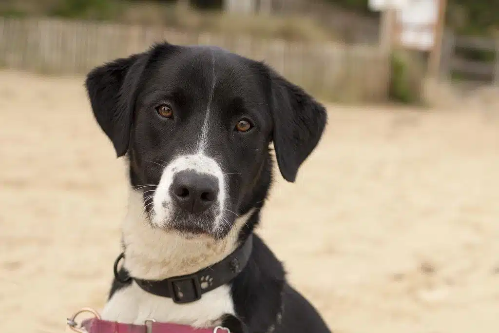 Black and white dog in dirt yard