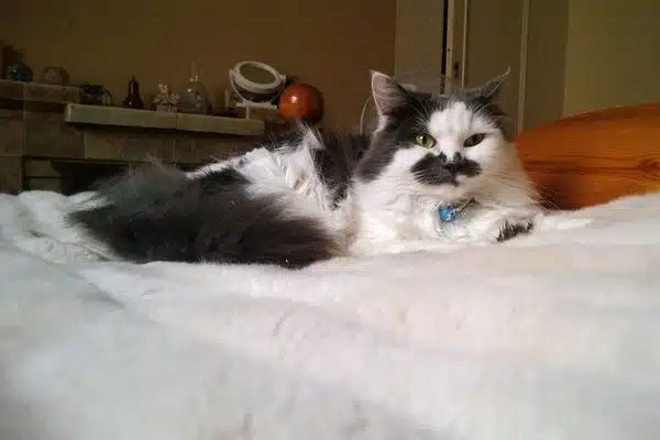 Gray and white cat sitting on bed